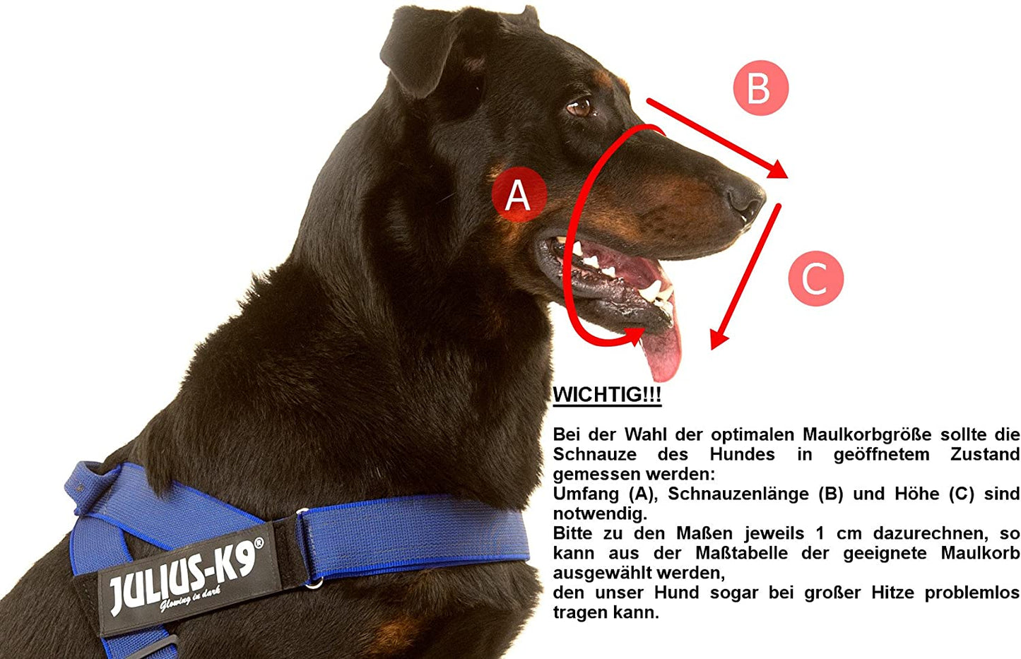 Julius K9 190BE Maulkorb für Bernhardiner - Pet Shop Luna