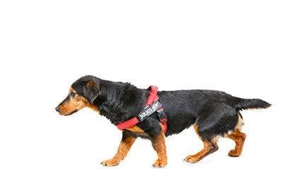 Julius-K9, 16IDC-M-R-2015, IDC Color & Gray Belt Harness for Dogs, Size: Mini, Red-Gray - Pet Shop Luna