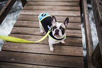 Julius-K9 Dog Vest - Pet Shop Luna
