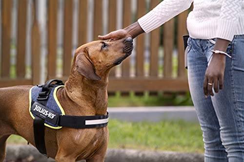 Julius-K9, 16IDC-FARNE-2, IDC Powerharness, dog harness, Size: 2, Jeans with neon edge - Pet Shop Luna