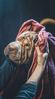 Vetocanis Shampoo Anti-Caduta per Cane 300 ml - Pet Shop Luna
