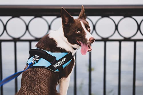 IDC Powerharness - Pet Shop Luna