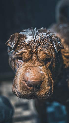 Vetocanis - Shampoo a Pelo Corto o a RAS per Cani, 0% di parabeni, 0% di Silicone, Formato 300 ml - Pet Shop Luna