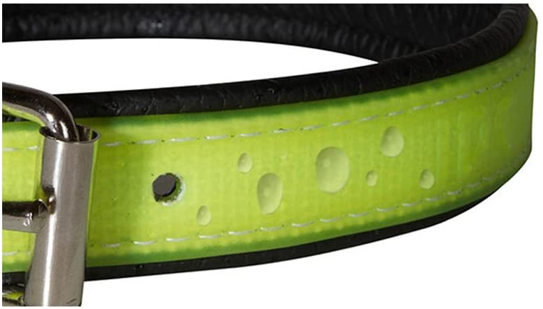 Julius-K9 IDC Lumino Phosphorescent Collar - Pet Shop Luna