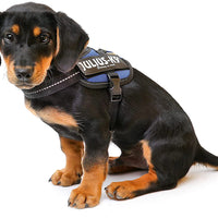 Julius-K9, 16IDC-B-B2, IDC Powerharness, dog harness, Size: Baby 2, Blue - Pet Shop Luna