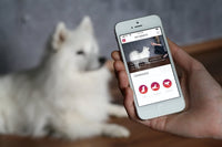 Collare No-Shock per Cani - Pet Shop Luna
