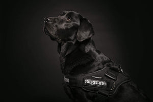 Julius-K9 harness - Pet Shop Luna