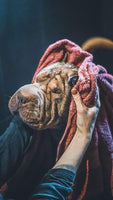Vetocanis Anti Hair Loss Shampoo for Dogs, 0.308 kg - Pet Shop Luna
