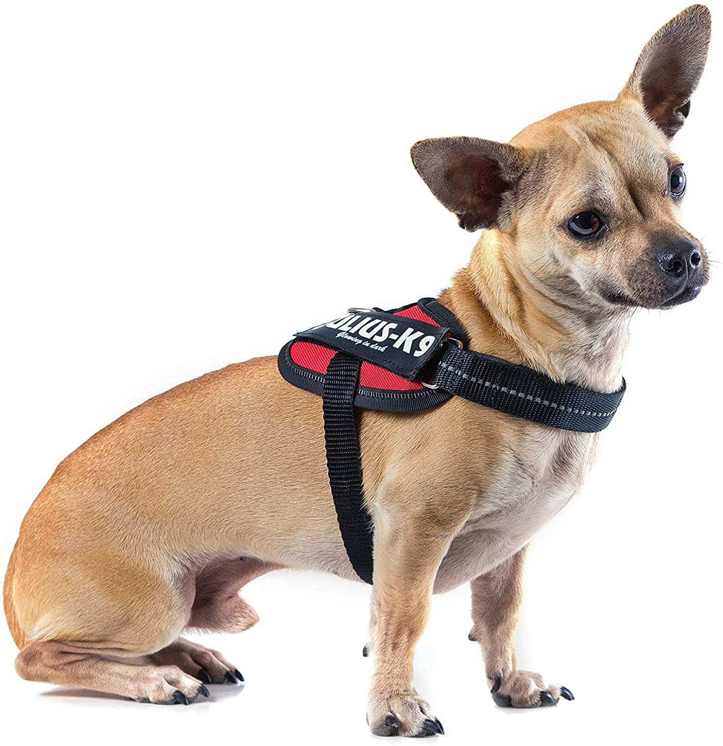 Julius-K9, 16IDC-R-B1, IDC Powerharness, dog harness, Size: Baby 1, Red - Pet Shop Luna