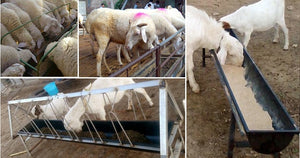 LIvestock Feeder Trough drinker water for sheep goat lamb cattle, Mangiatoio Abbeveratoio per bovini ovini caprini suini cavalli 10pcs / 10 pezzi - Pet Shop Luna