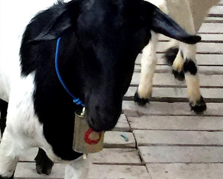 Galvanized steel material bell for cattle sheep goat , campana per bovini ovini caprini - Pet Shop Luna